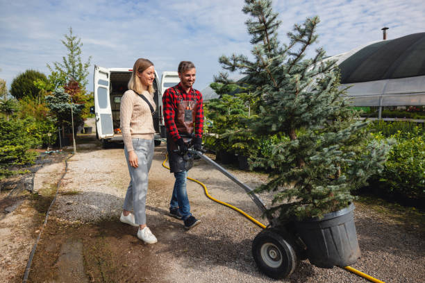 Trusted Cheraw, SC Tree Service Experts